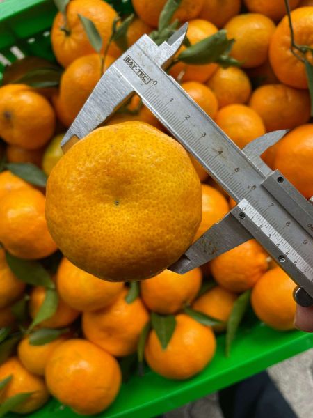 ÜRETİCİDEN MANDALİN ALIMI SÜRÜYOR