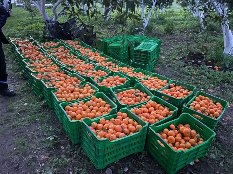 ÜRETİCİDEN MANDALİN ALIMI SÜRÜYOR