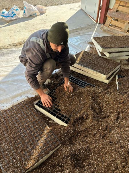 Belediyeden Atalık Tohum Ekimi