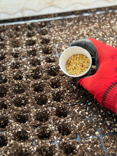 Belediyeden Atalık Tohum Ekimi