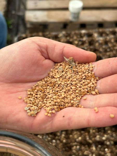 Belediyeden Atalık Tohum Ekimi