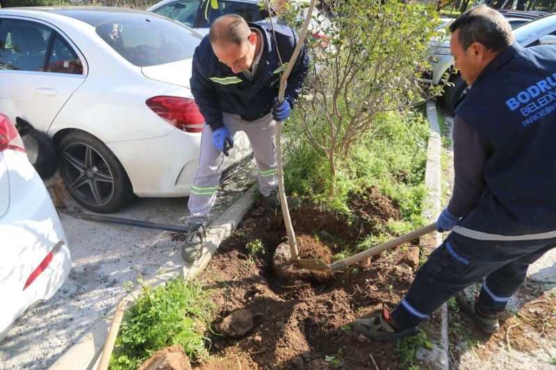 YARIMADA GENELİNDE YEŞİLLENDİRME ÇALIŞMALARI