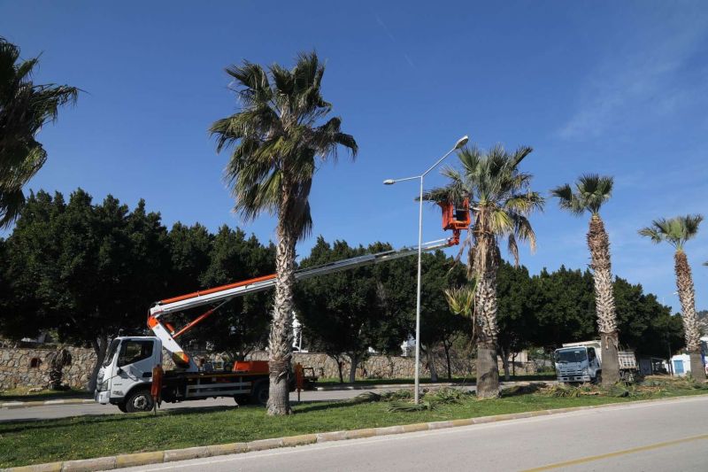 YARIMADA GENELİNDE YEŞİLLENDİRME ÇALIŞMALARI