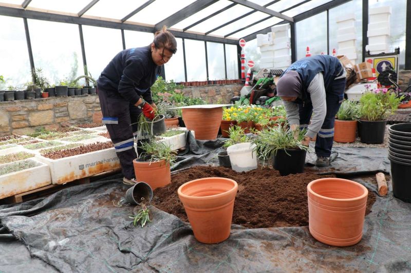 YARIMADA GENELİNDE YEŞİLLENDİRME ÇALIŞMALARI