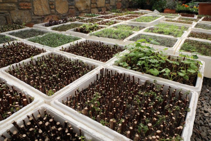 YARIMADA GENELİNDE YEŞİLLENDİRME ÇALIŞMALARI