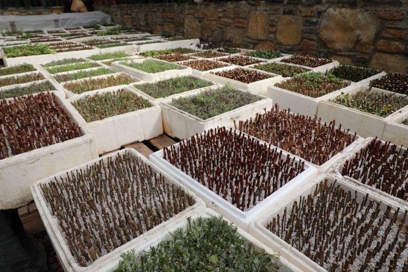 YARIMADA GENELİNDE YEŞİLLENDİRME ÇALIŞMALARI