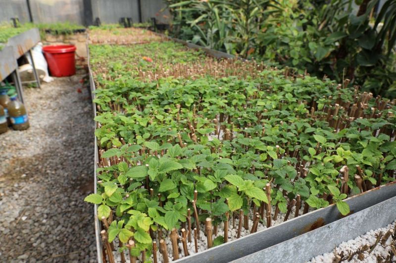 YARIMADA GENELİNDE YEŞİLLENDİRME ÇALIŞMALARI