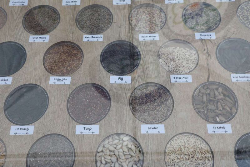 BODRUM TOHUM TAKAS ŞENLİĞİ GERÇEKLEŞTİ