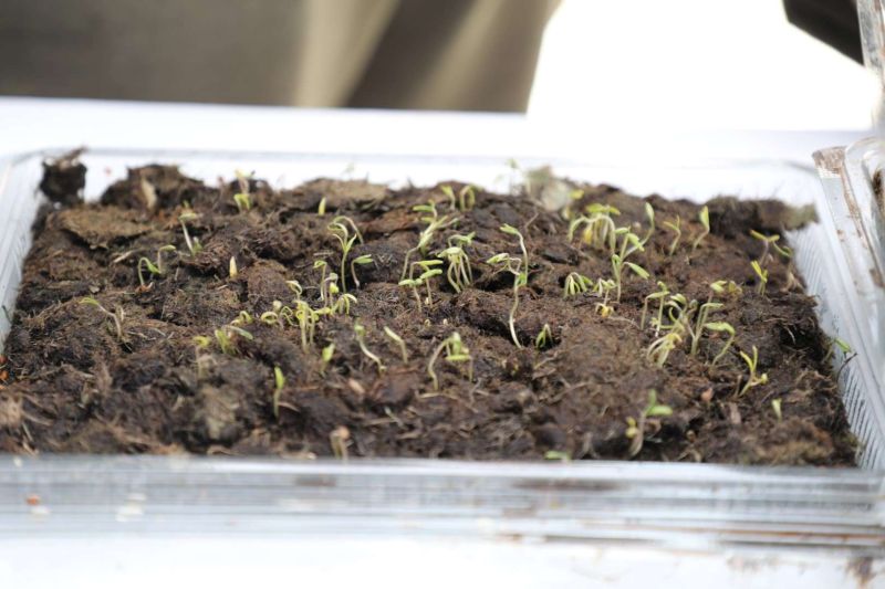 BODRUM TOHUM TAKAS ŞENLİĞİ GERÇEKLEŞTİ