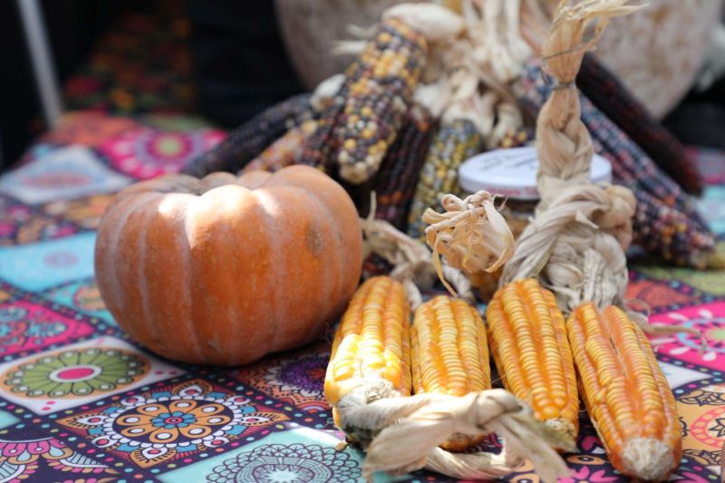 BODRUM TOHUM TAKAS ŞENLİĞİ GERÇEKLEŞTİ