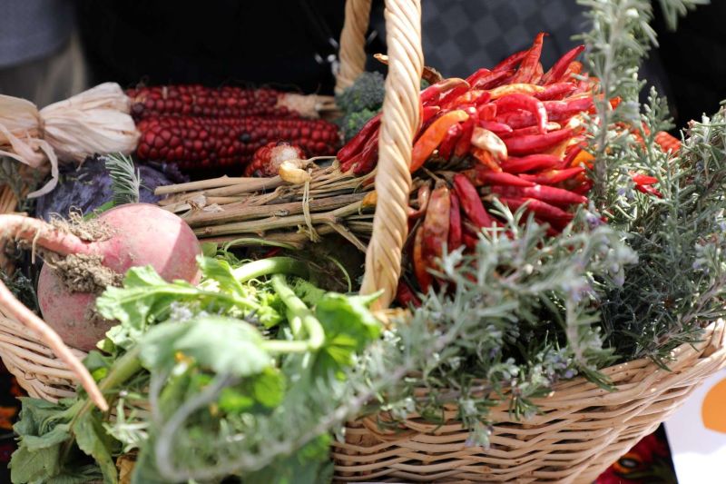 BODRUM TOHUM TAKAS ŞENLİĞİ GERÇEKLEŞTİ