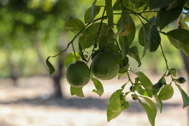 TARIMSAL ÜRETİMDE SU TASARRUFU