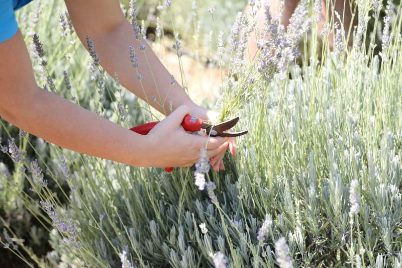 DÖRDÜNCÜ GENÇLİK VE TARIM KAMPI'NIN BİRİNCİ DÖNEMİ TAMAMLANDI