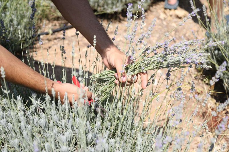 DÖRDÜNCÜ GENÇLİK VE TARIM KAMPI'NIN BİRİNCİ DÖNEMİ TAMAMLANDI