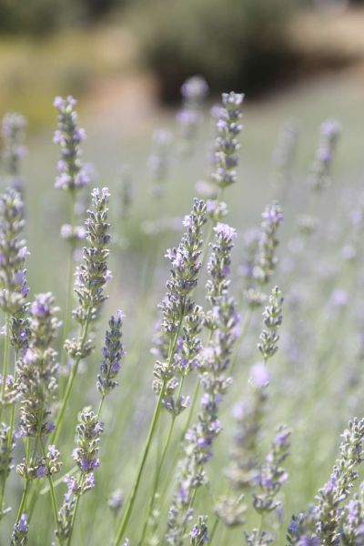 DÖRDÜNCÜ GENÇLİK VE TARIM KAMPI'NIN BİRİNCİ DÖNEMİ TAMAMLANDI