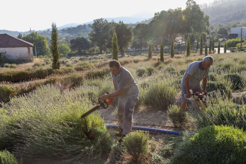 ETRİM’DE LAVANTA KOKULARI İÇİNDE HASAT KEYFİ