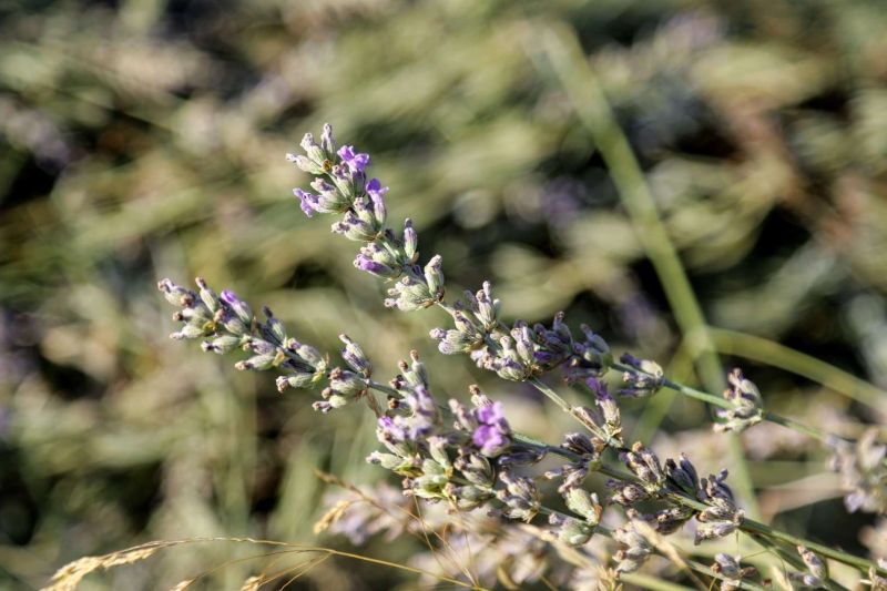 ETRİM’DE LAVANTA KOKULARI İÇİNDE HASAT KEYFİ