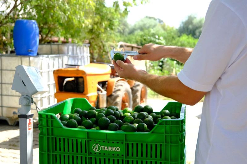 ŞİMDİ “YEŞİL BODRUM MANDALİNİ” ZAMANI