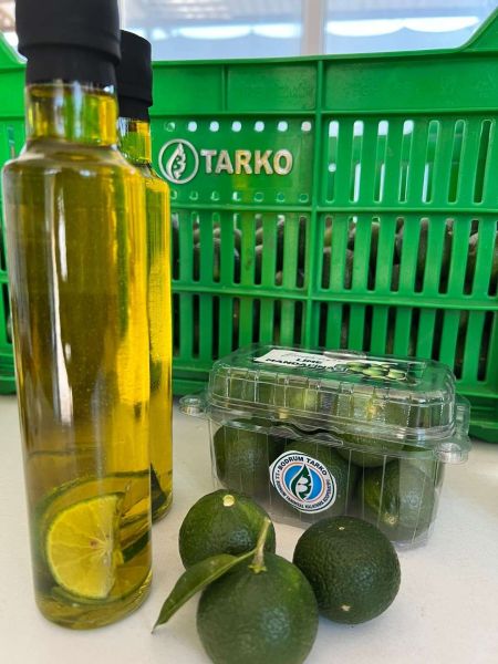 ŞİMDİ “YEŞİL BODRUM MANDALİNİ” ZAMANI