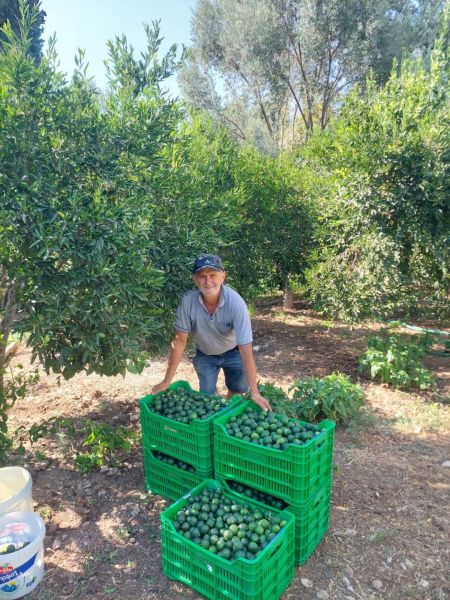 ŞİMDİ “YEŞİL BODRUM MANDALİNİ” ZAMANI