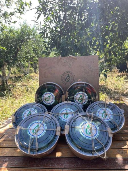 ŞİMDİ “YEŞİL BODRUM MANDALİNİ” ZAMANI