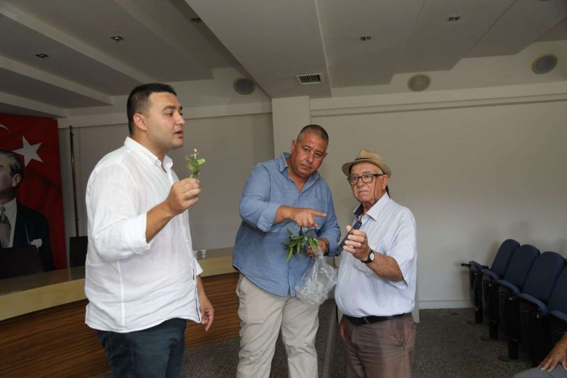 ŞİMDİ “YEŞİL BODRUM MANDALİNİ” ZAMANI