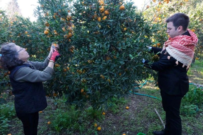 BAŞKAN MANDALİNCİ, MANDALİNA HASADINA KATILDI