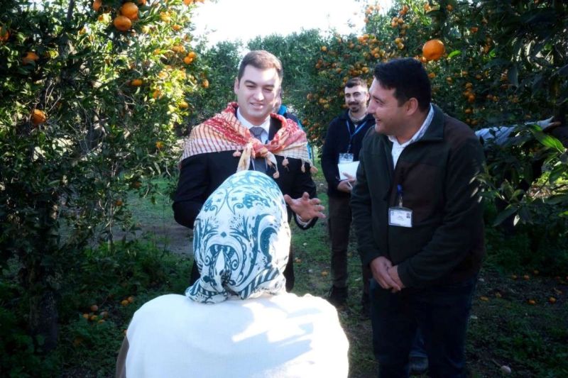 BAŞKAN MANDALİNCİ, MANDALİNA HASADINA KATILDI