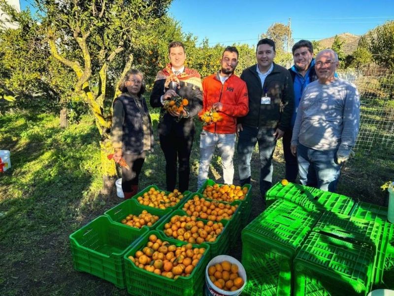 BAŞKAN MANDALİNCİ, MANDALİNA HASADINA KATILDI