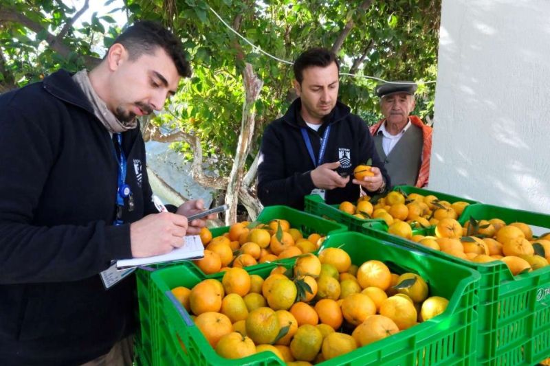 BAŞKAN MANDALİNCİ, MANDALİNA HASADINA KATILDI
