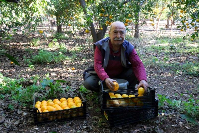 BAŞKAN MANDALİNCİ, MANDALİNA HASADINA KATILDI
