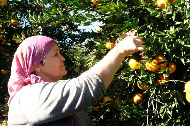 BAŞKAN MANDALİNCİ, MANDALİNA HASADINA KATILDI