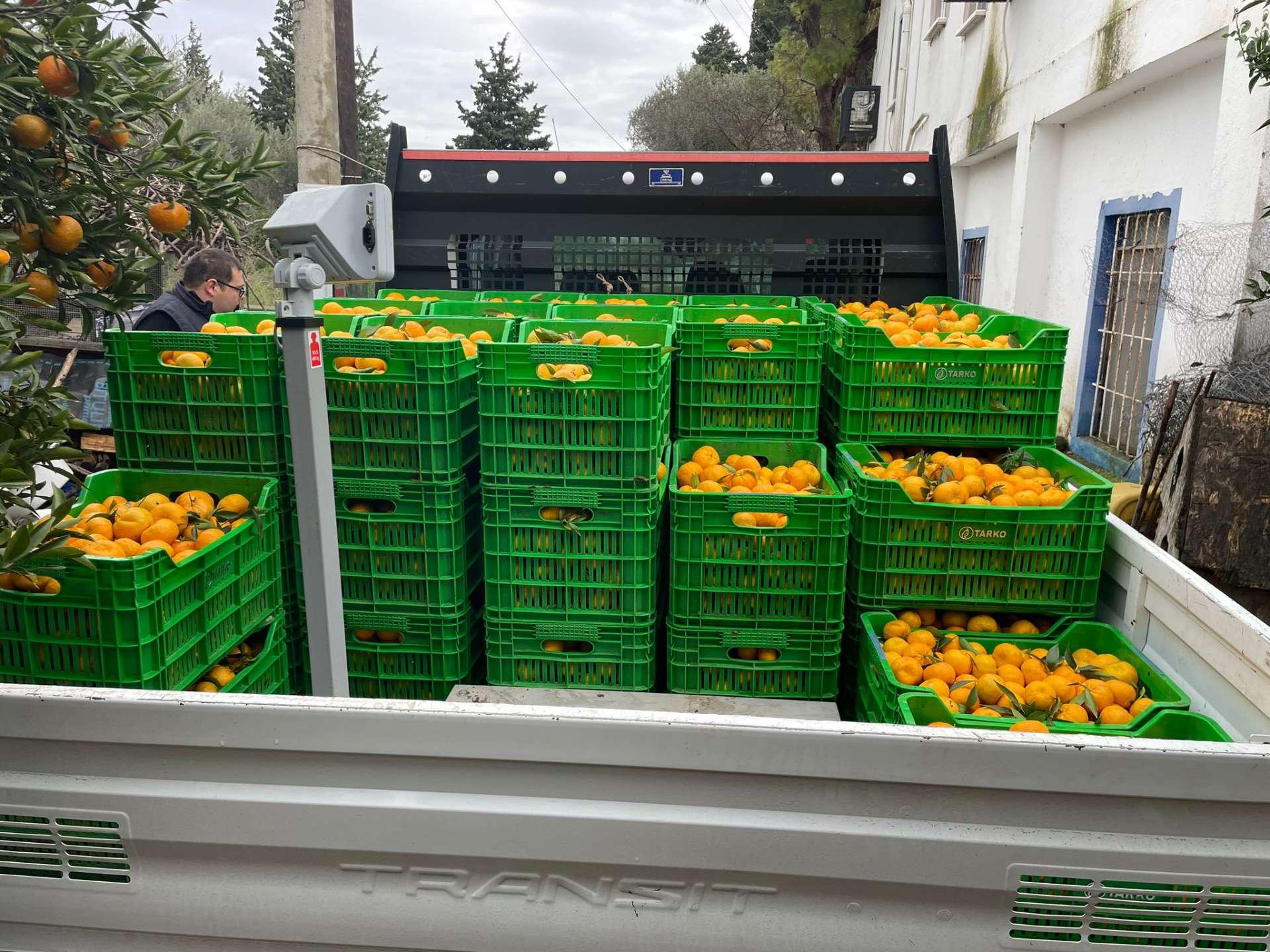 BODRUM MANDARINS NOW AVAILABLE IN CHAIN STORES