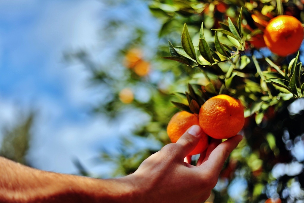 WE PROVIDE A PURCHASE GUARANTEE TO OUR MANDARIN PRODUCERS.