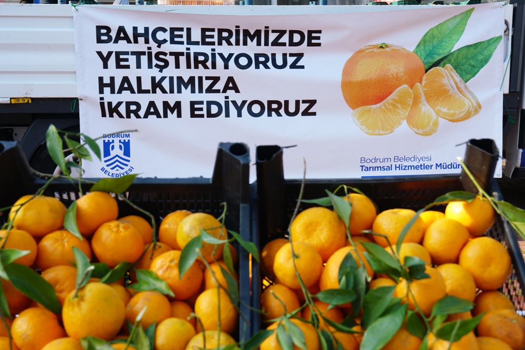 BELEDİYEMİZİN MANDALİNA BAHÇELERİNDE HASAT YAPTIK