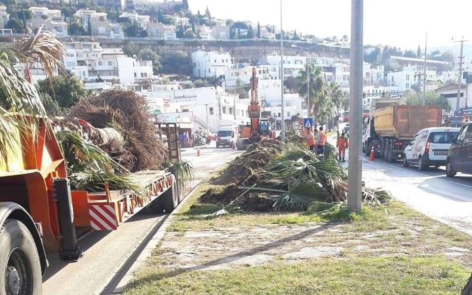 PALMİYE AĞAÇLARI YENİDEN YERİNE DİKİLDİ