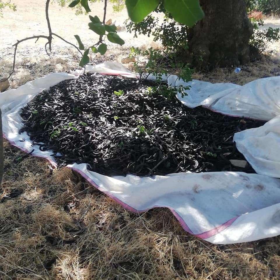 YANAN BÖLGELERE FİDAN DESTEĞİ VERDİK