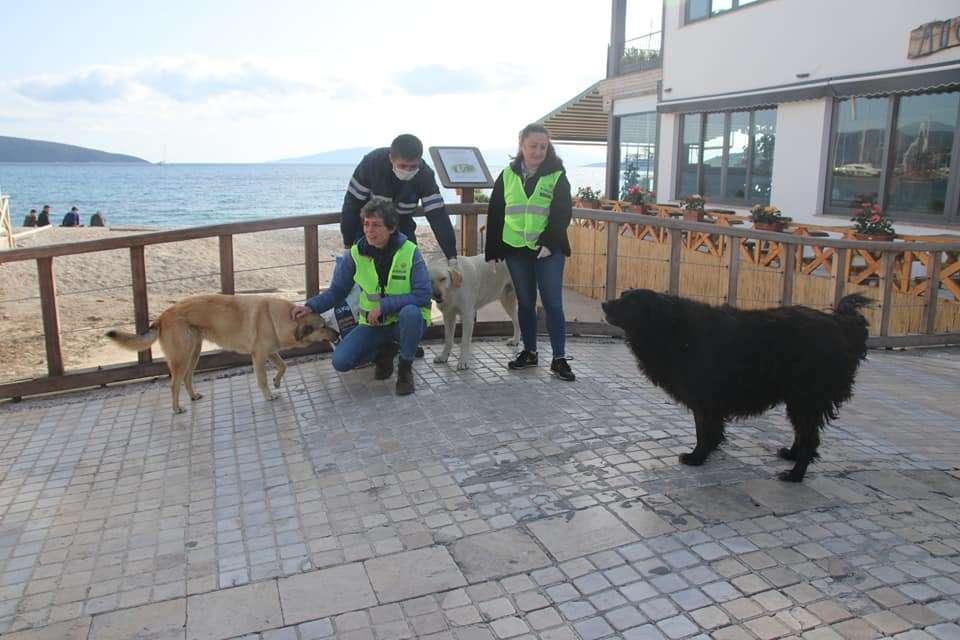 PANDEMİDE SOKAK HAYVANLARINA MAMA DESTEĞİ SAĞLADIK