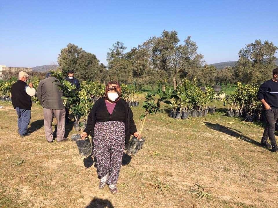 1550 ADET NARENCİYE FİDANI DAĞITIMI GERÇEKLEŞTİRDİK