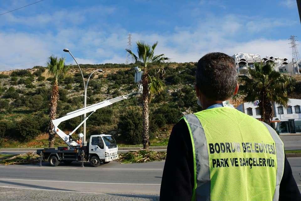PALMİYE BUDAMA İŞLEMLERİNİ GERÇEKLEŞTİRDİK