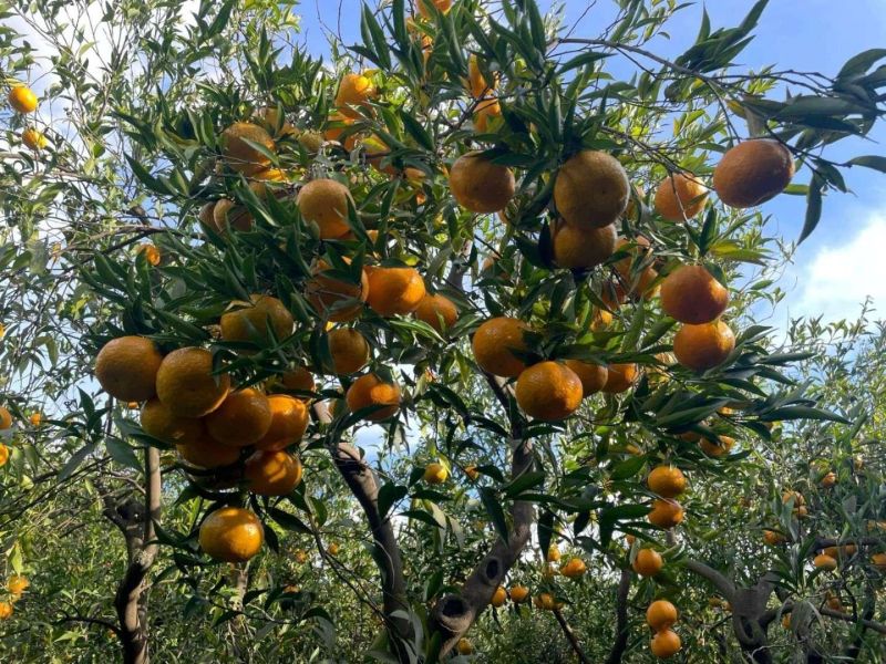 MANDALİN ÜRETİCİLERİMİZE DESTEK İÇİN MANDALİN ALIMI YAPTIK