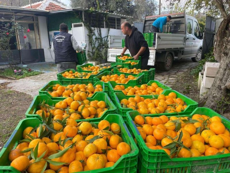 MANDALİN ÜRETİCİLERİMİZE DESTEK İÇİN MANDALİN ALIMI YAPTIK