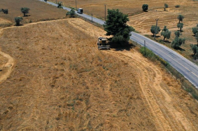 ATALIK TOHUM KARAKILÇIK BUĞDAYIMIZI HASAT ETTİK