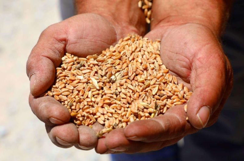 ATALIK TOHUM KARAKILÇIK BUĞDAYIMIZI HASAT ETTİK