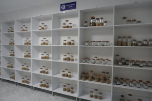 ATA TOHUMLARINI VATANDAŞLARIMIZA DAĞITTIK