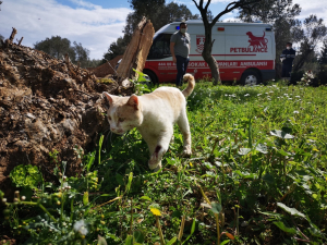 PETBULANCE HİZMETE GİRDİ