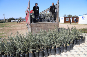 YANGINDA ZARAR GÖREN ÜRETİCİYE 3500 ADET ZEYTİN FİDANI HİBE ETTİK