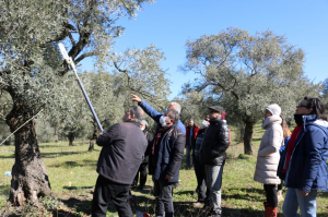 ZEYTİN ÜRETİCİLERİMİZE EĞİTİM VE GÜBRE DESTEĞİ SAĞLADIK