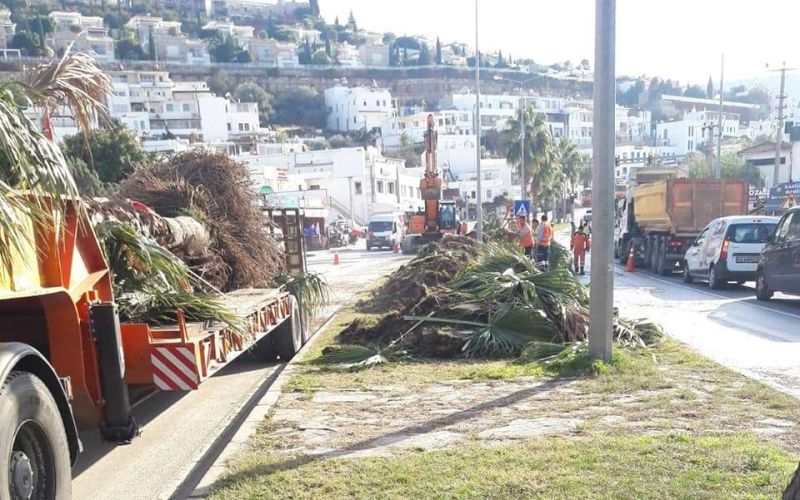PALMİYE AĞAÇLARI YENİDEN YERİNE DİKİLDİ