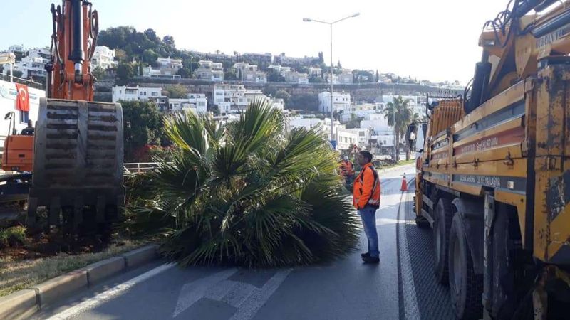 PALMİYE AĞAÇLARI YENİDEN YERİNE DİKİLDİ